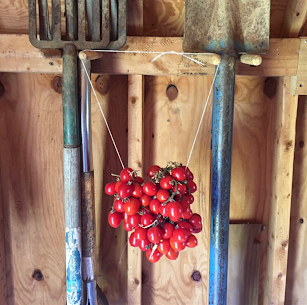 A grappoli d’inverno tomato seed
