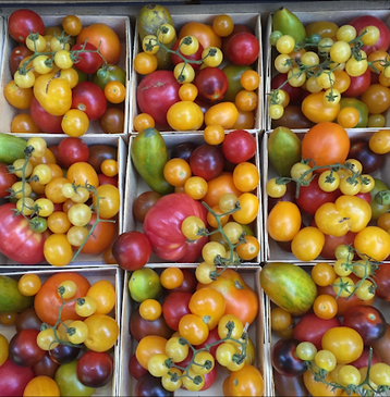 Rare cherry tomato seed mix