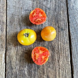 Yellow out red in heirloom tomato seed.