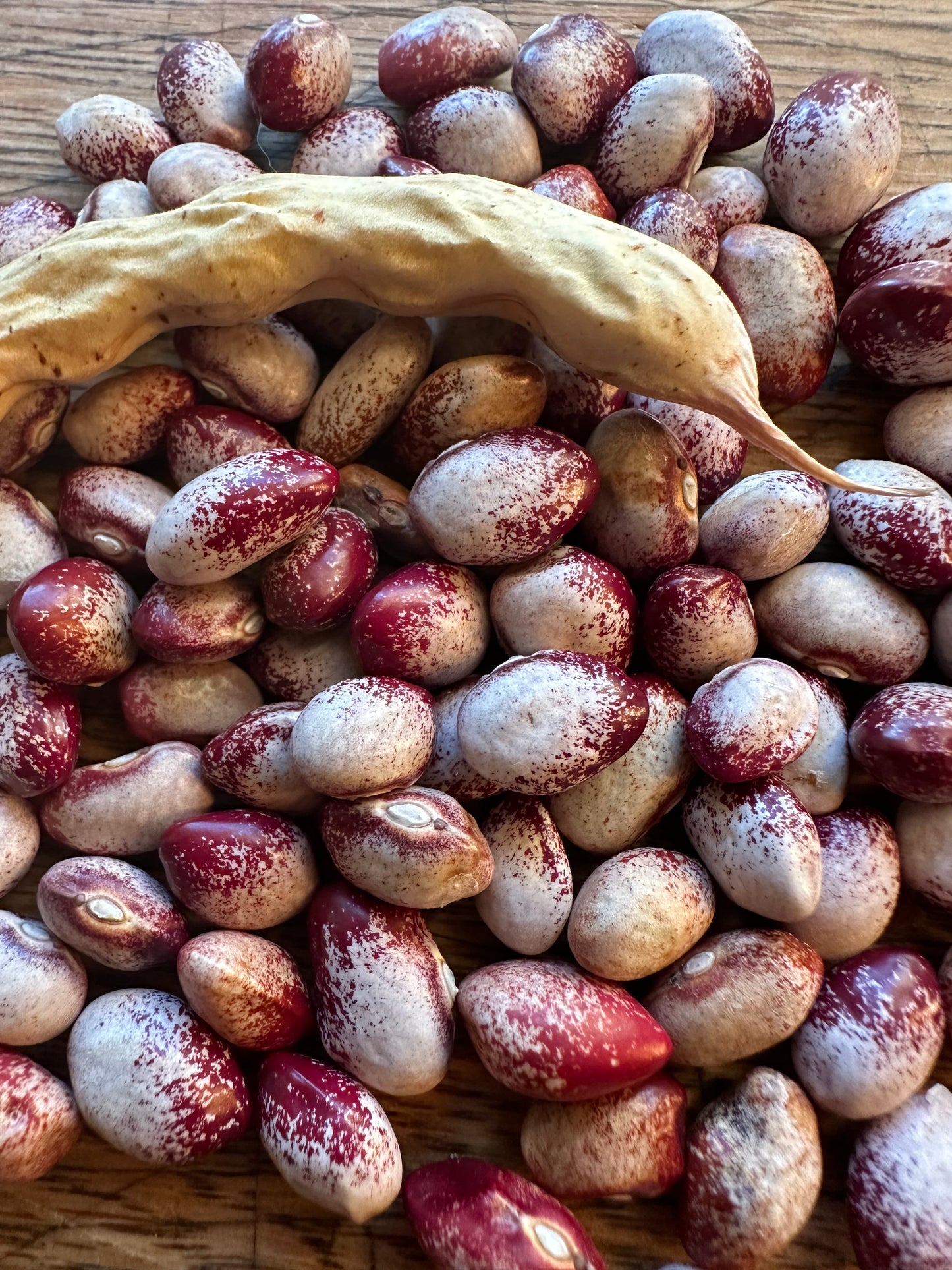 Amisn Nuttle Heirloom bean seeds
