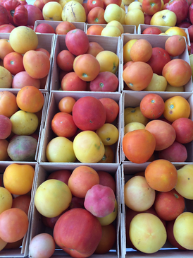 Peach Tomato Seed Collection