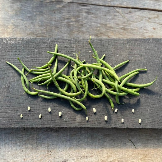 Comtesse de Chambord (Rice Bean) (aka Hungarian Rice Bean heirloom Seed