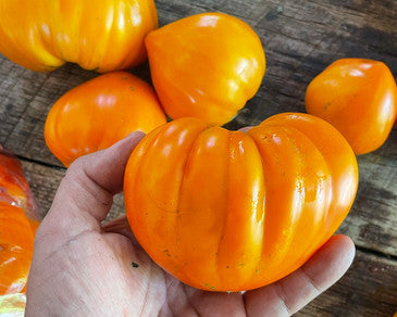 Orange strawberry heirloom tomato seeds
