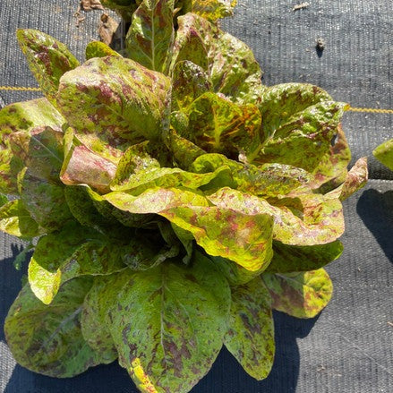 Flashy Trouts Back Lettuce seed