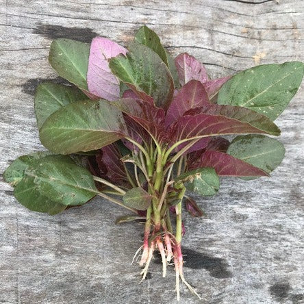 Greek amaranth vlita heirloom seed
