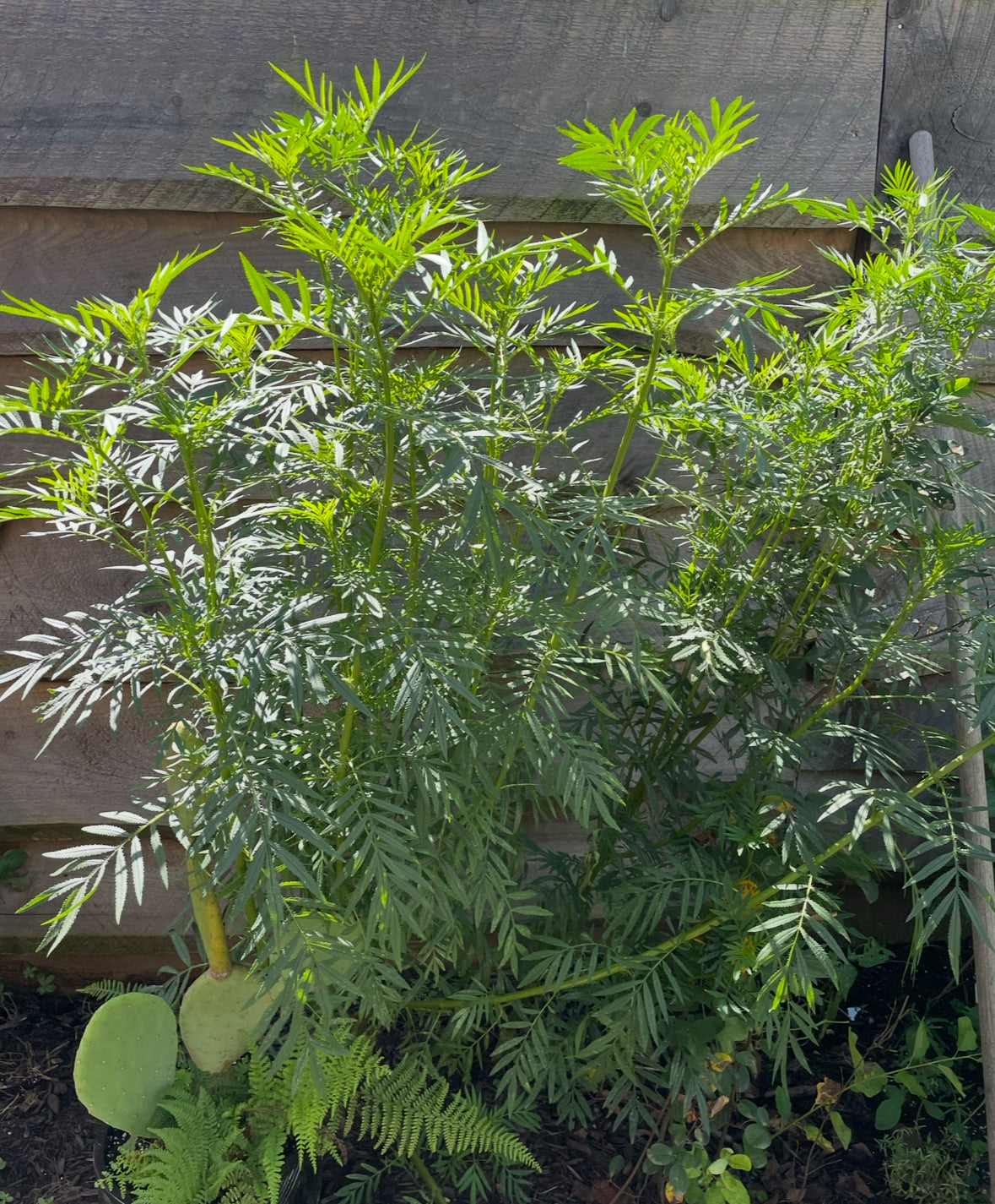 Huacatay Peruvian black mint seeds