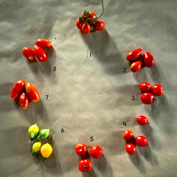 Italian tomato heirloom seed collection #1