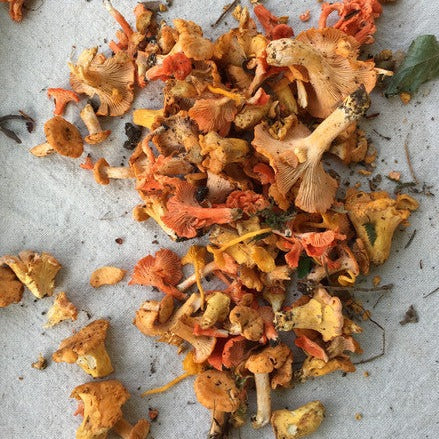 FORAGING SCHOOL 2025