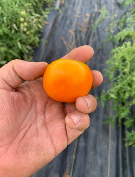French Heirloom Tomato Collection