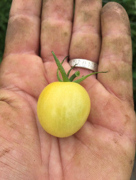 Goccia di limone Heirloom tomato seeds