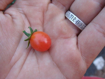 Rosalita Heirloom Tomato Seeds