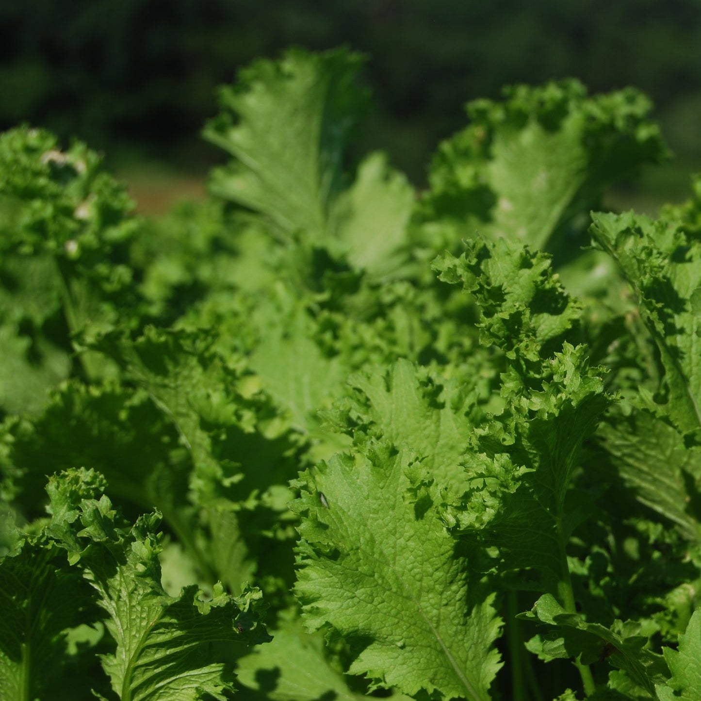 Happy Cat Mustard Greens