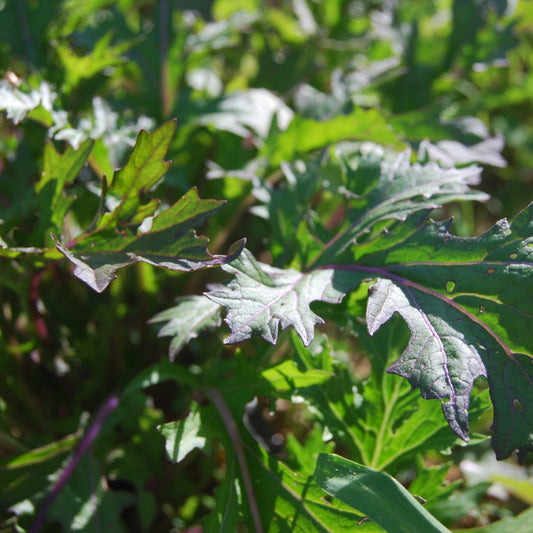 Ruby Streaks Mustard Greens