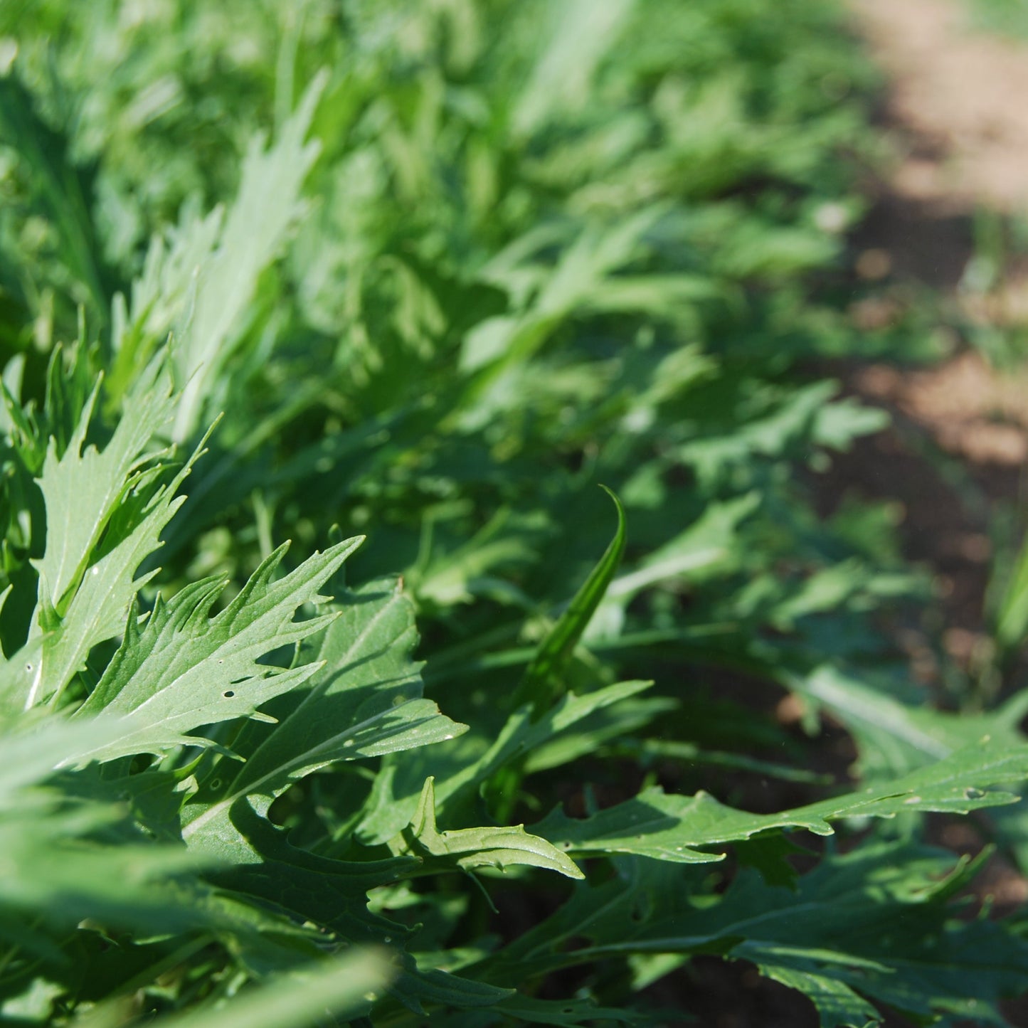 Mizuna Mustard Greens heirloom seed