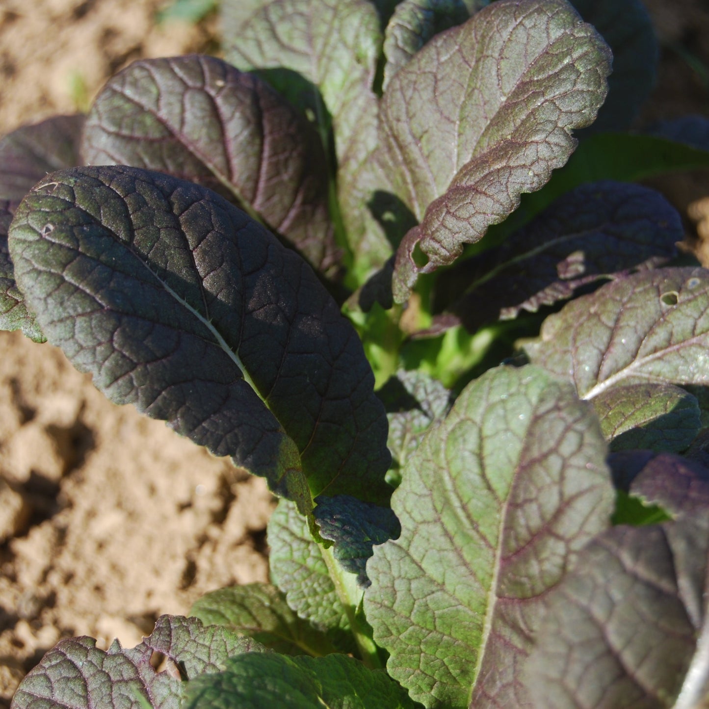 Osaka Mustard Greens