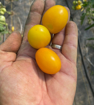 French Heirloom Tomato Collection