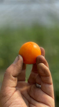 Apricot zebra heirloom cherry tomato seeds