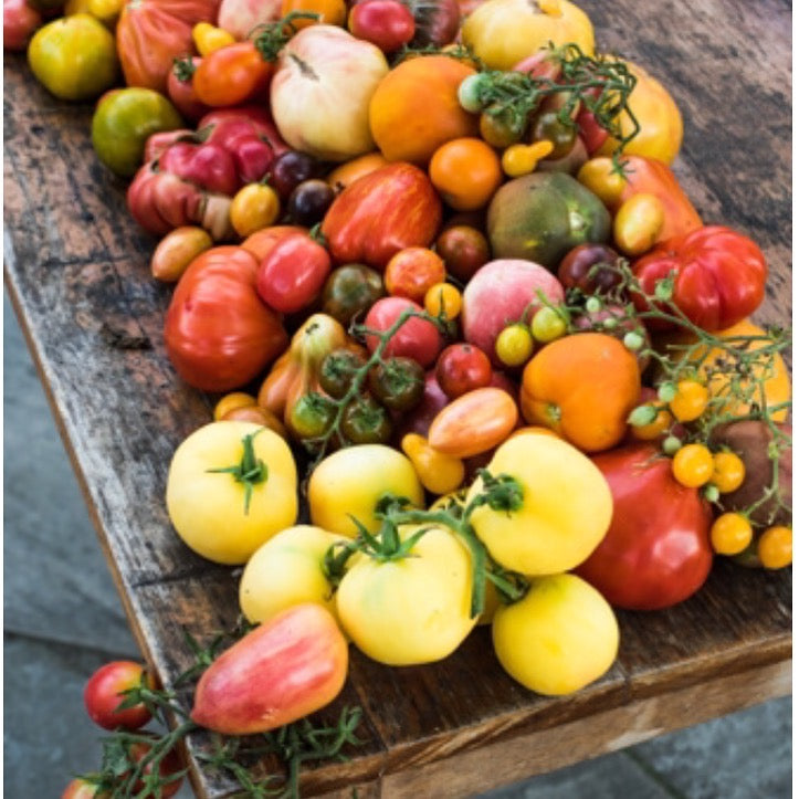 TOMATO SCHOOL 2025 IN-PERSON