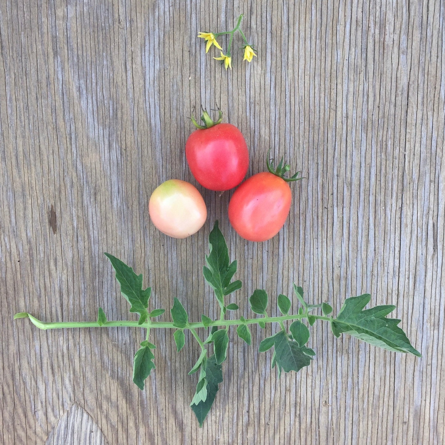 David Haas PA Dutch Pink Plum