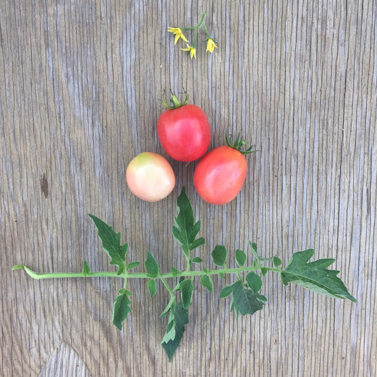 David Haas PA Dutch Pink Plum
