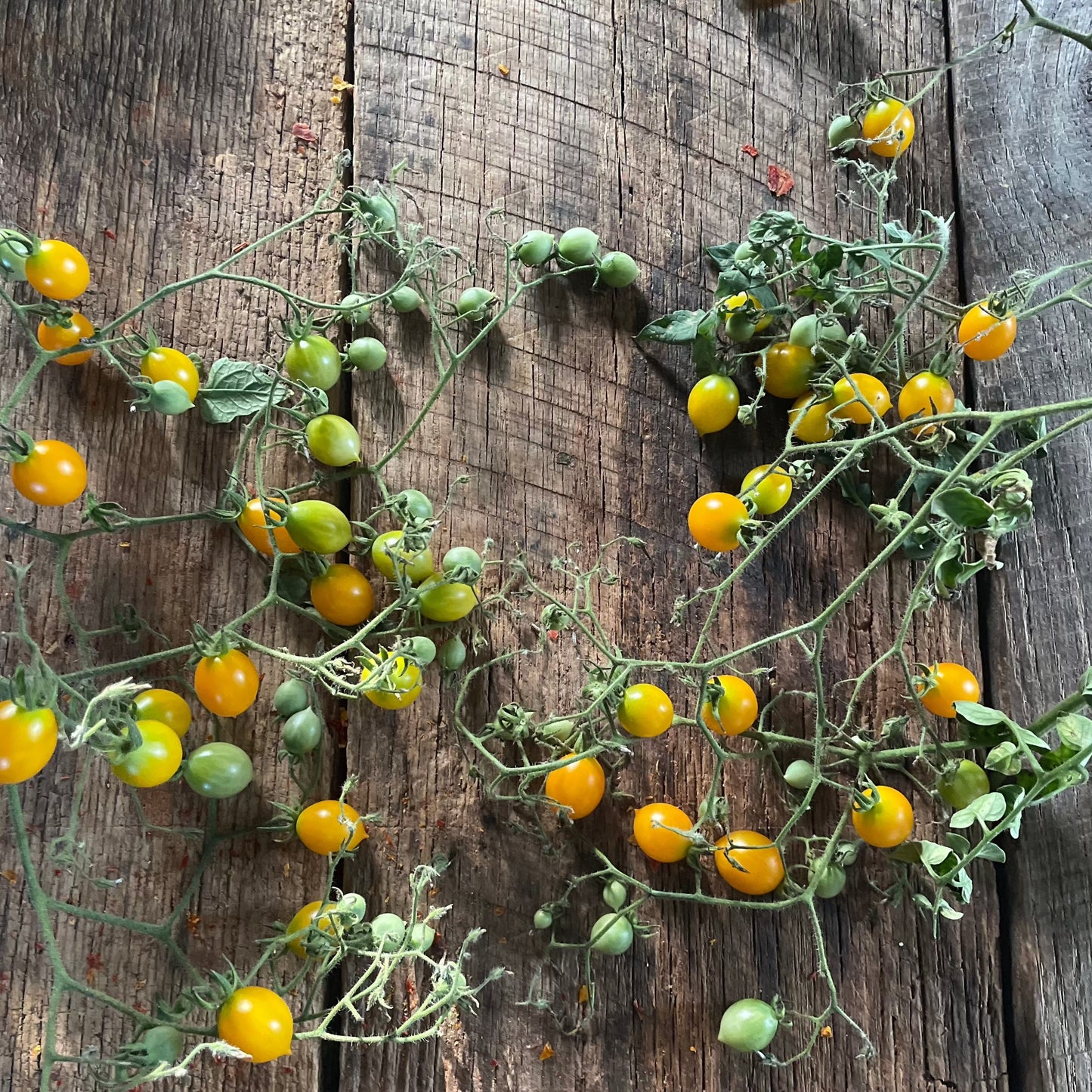 Blondkopchen heirloom tomato seeds