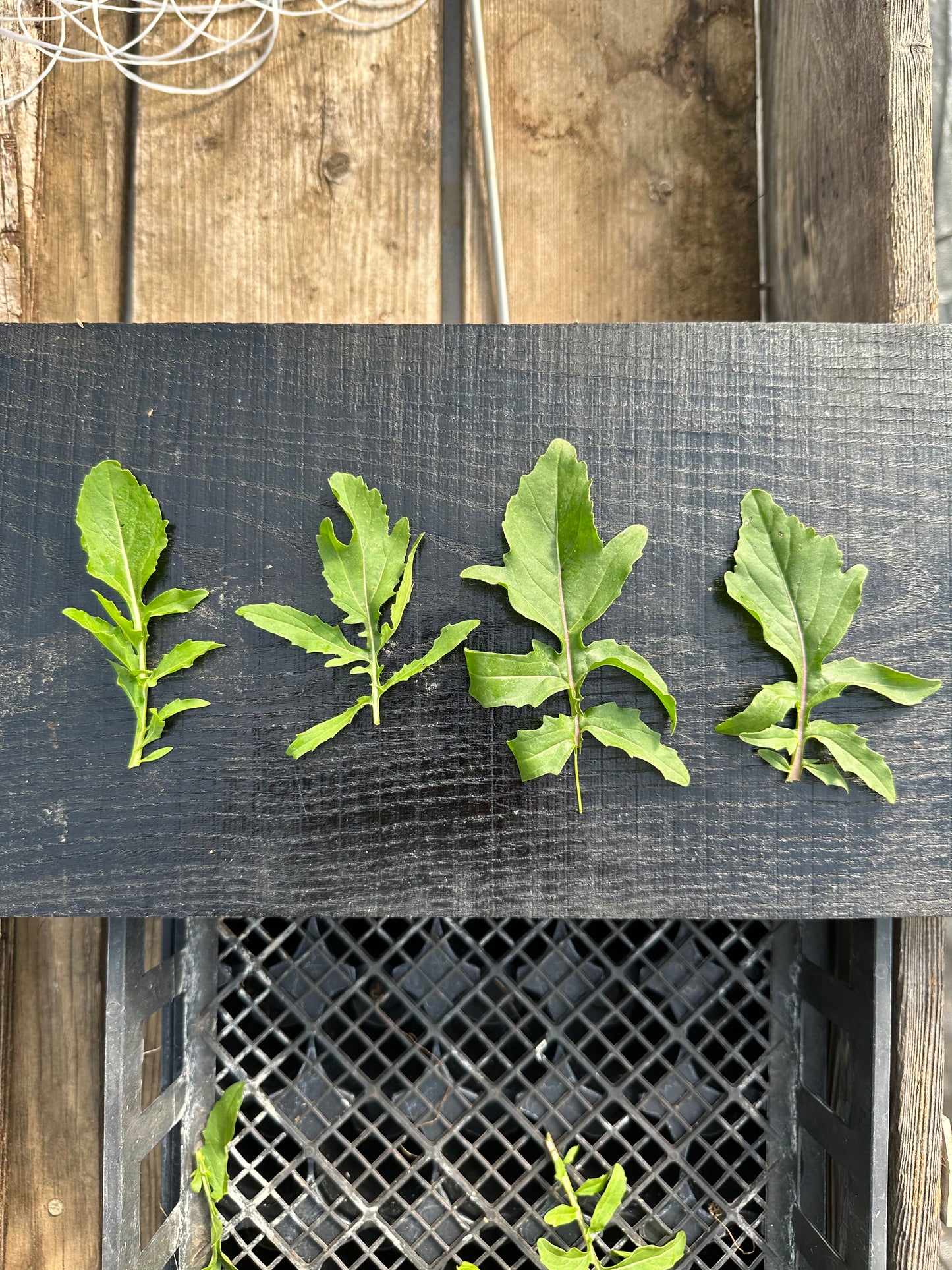 Arugula ‘Roquette’ heirloom seed