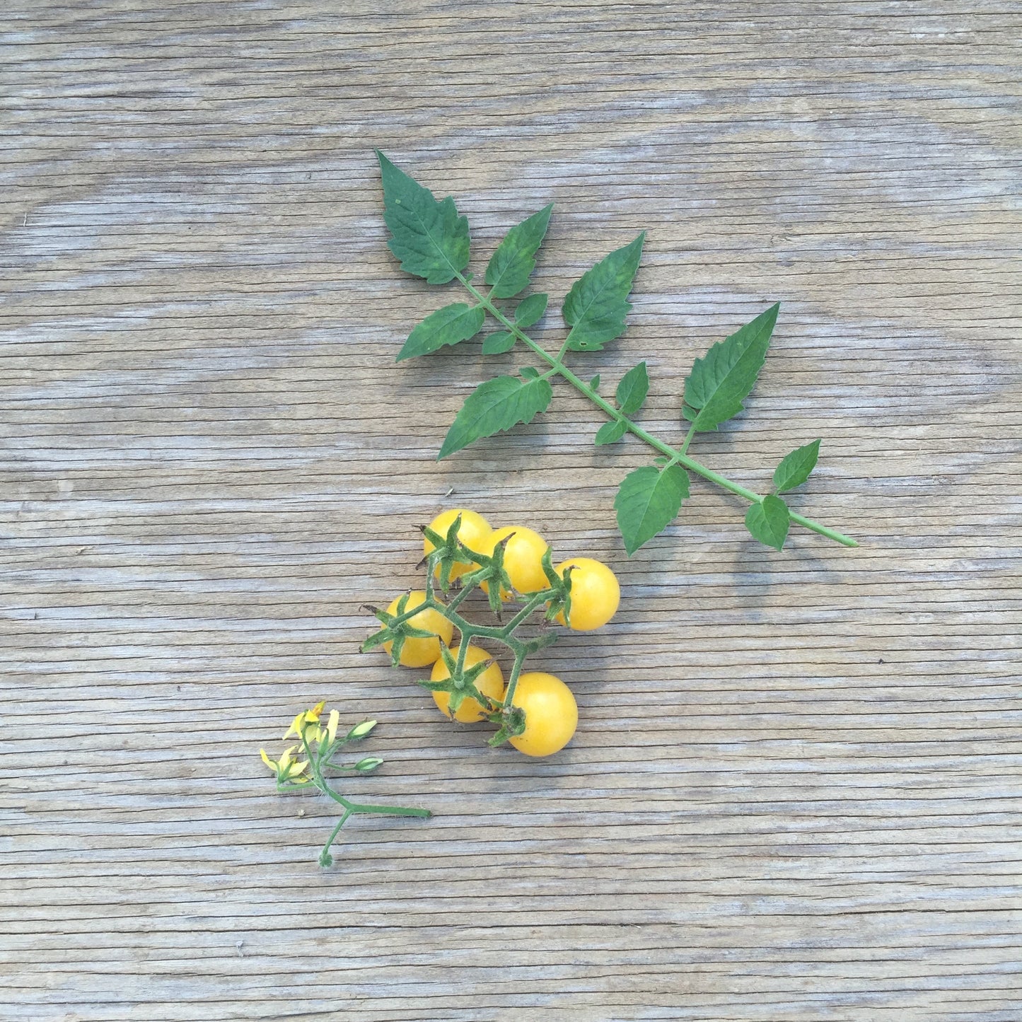 Coyote Heirloom Tomato Seeds