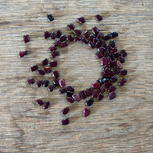 Red Dutch Lima heirloom seed