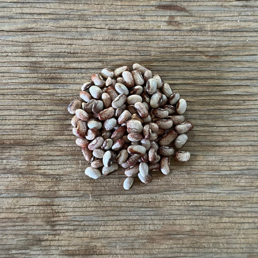 Little Brown Cat Bean heirloom seeds