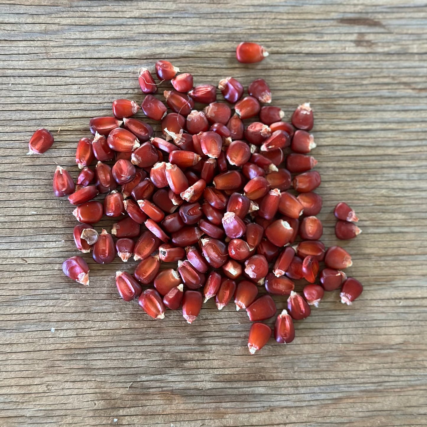 Bloody Butcher Corn (Maize)