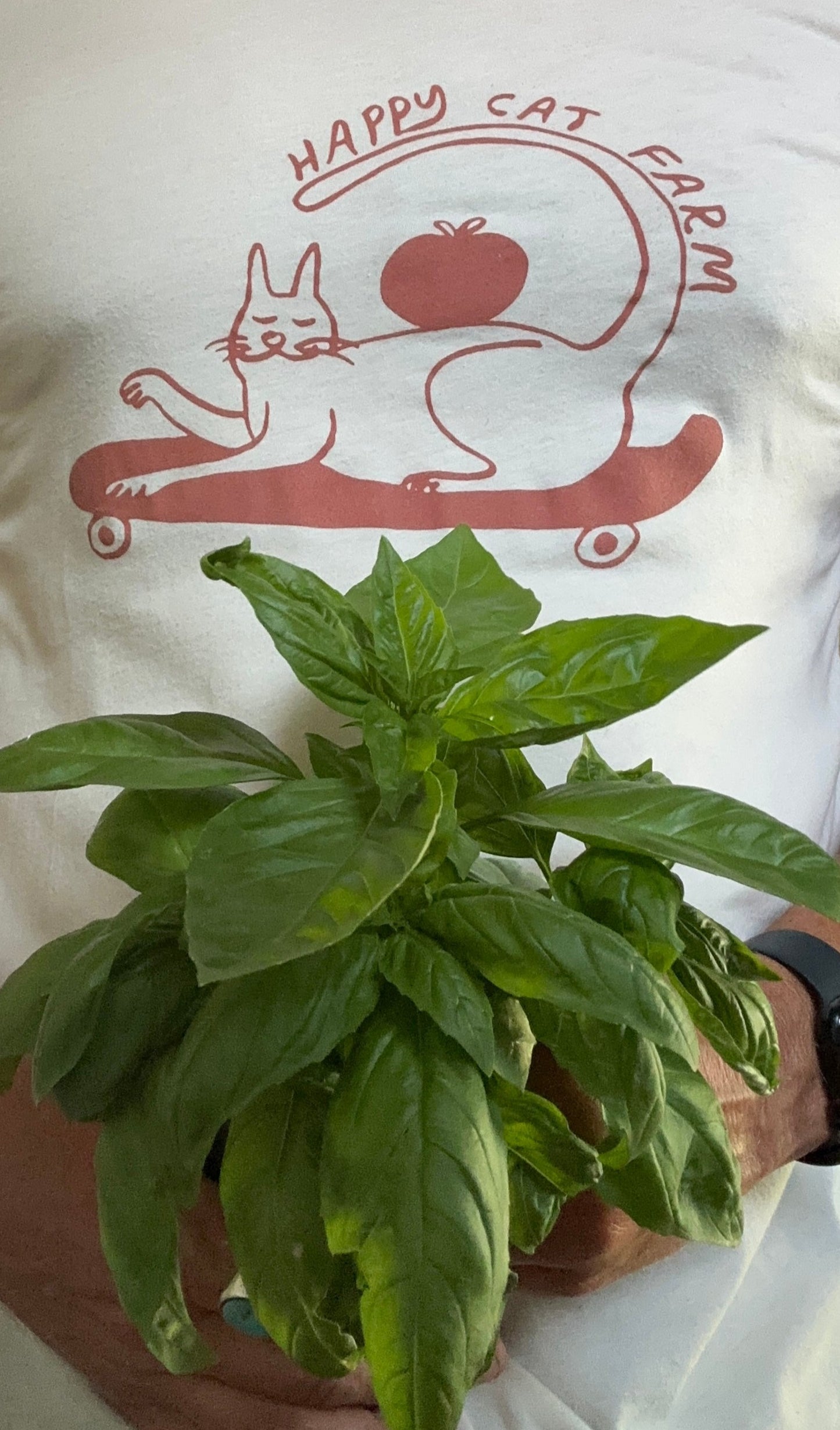 Sweet Basil Seed