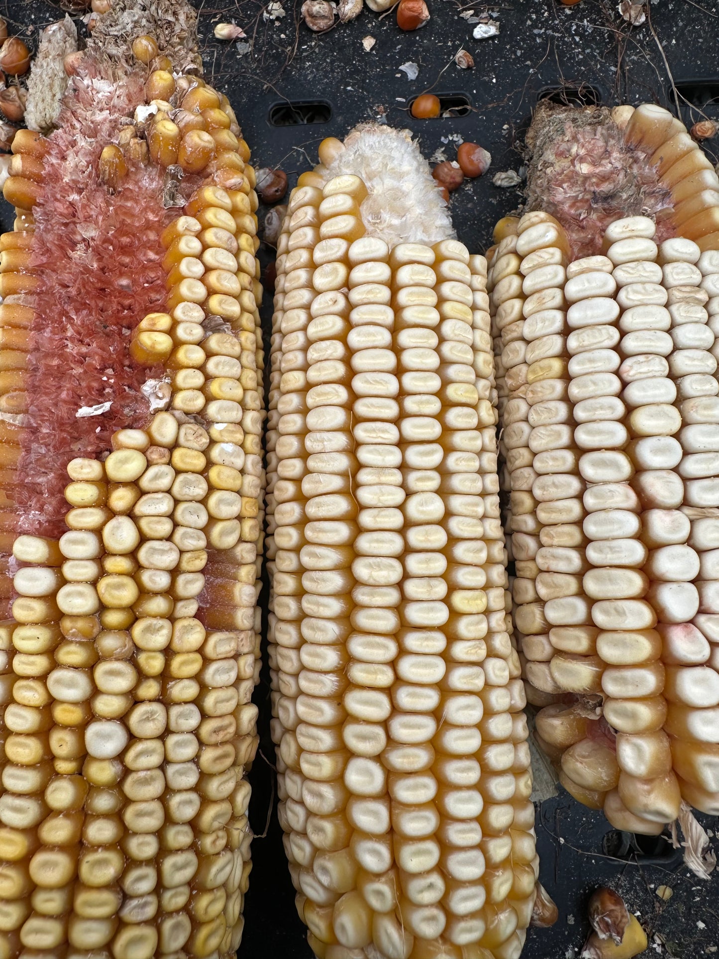 WHITE CAP YELLOW DENT HEIRLOOM CORN (MAIZE) SEED