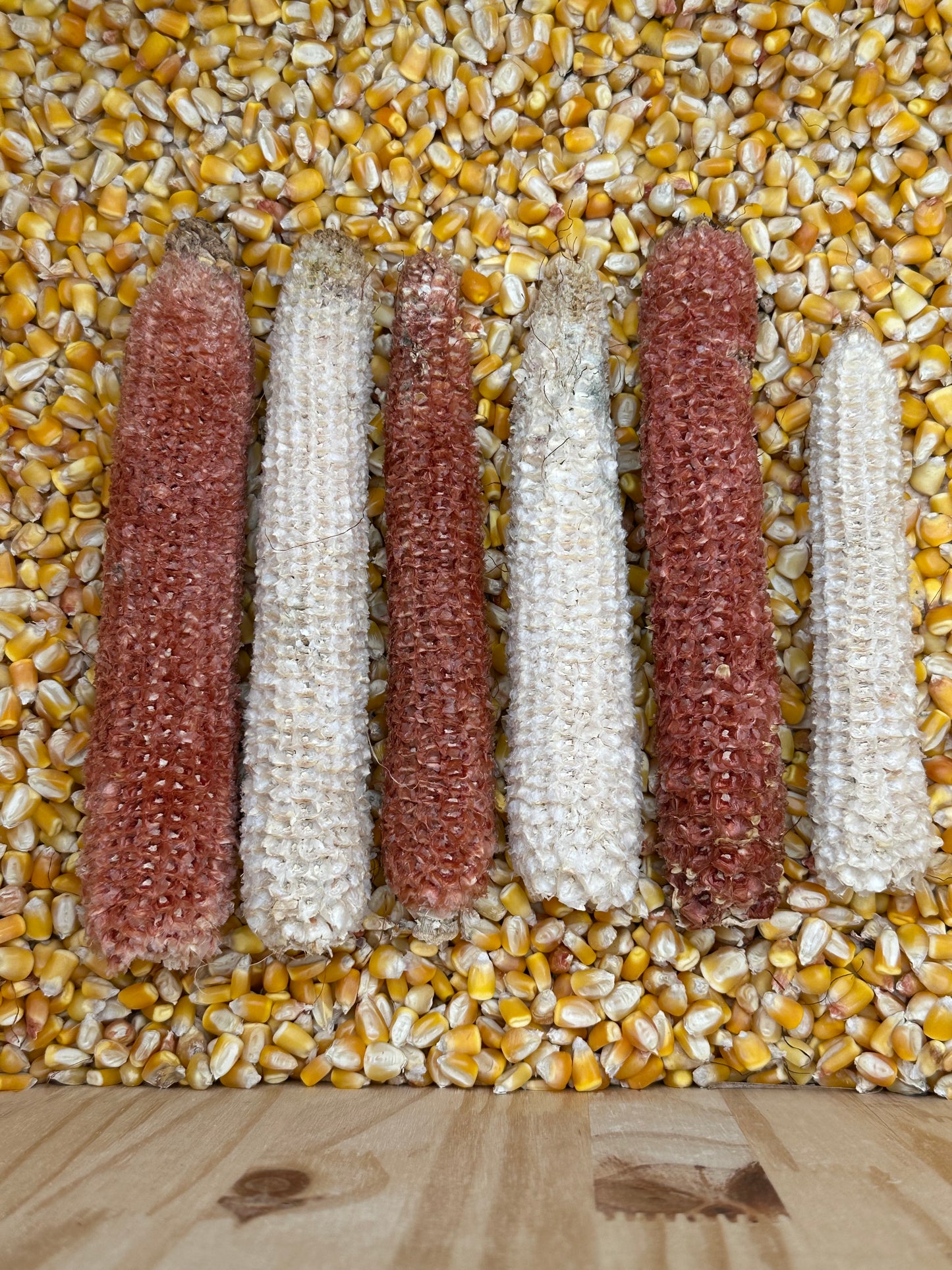 WHITE CAP YELLOW DENT HEIRLOOM CORN (MAIZE) SEED