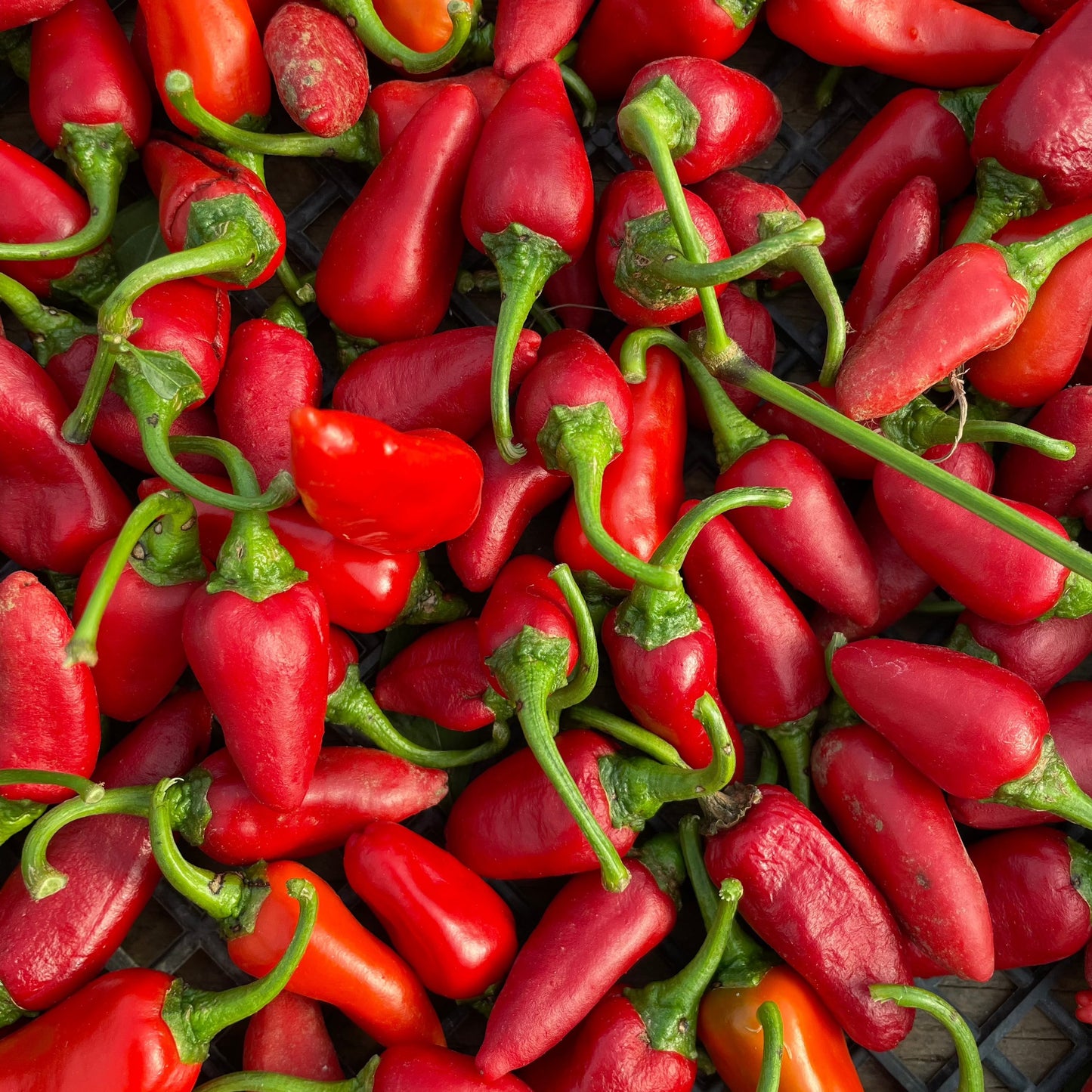 Hinkelhatz Heirloom Pepper Seeds