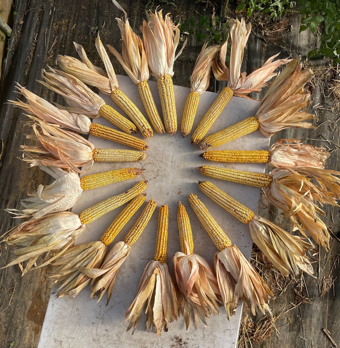 LANCASTER SURE CROP CORN (MAIZE) SEED