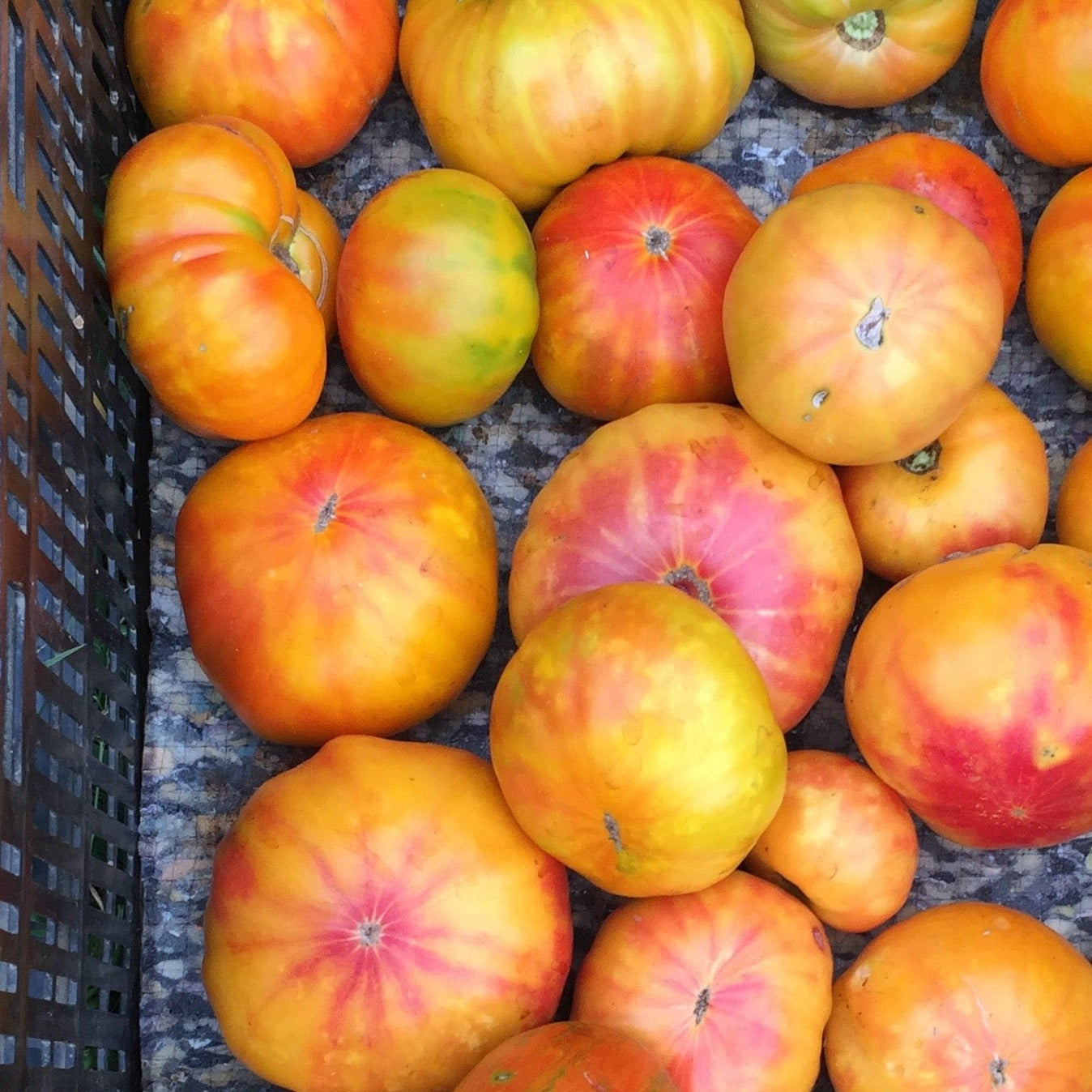 heirloom tomato plant seeds Copia Heirloom Tomato Seeds – Happy Cat Farm