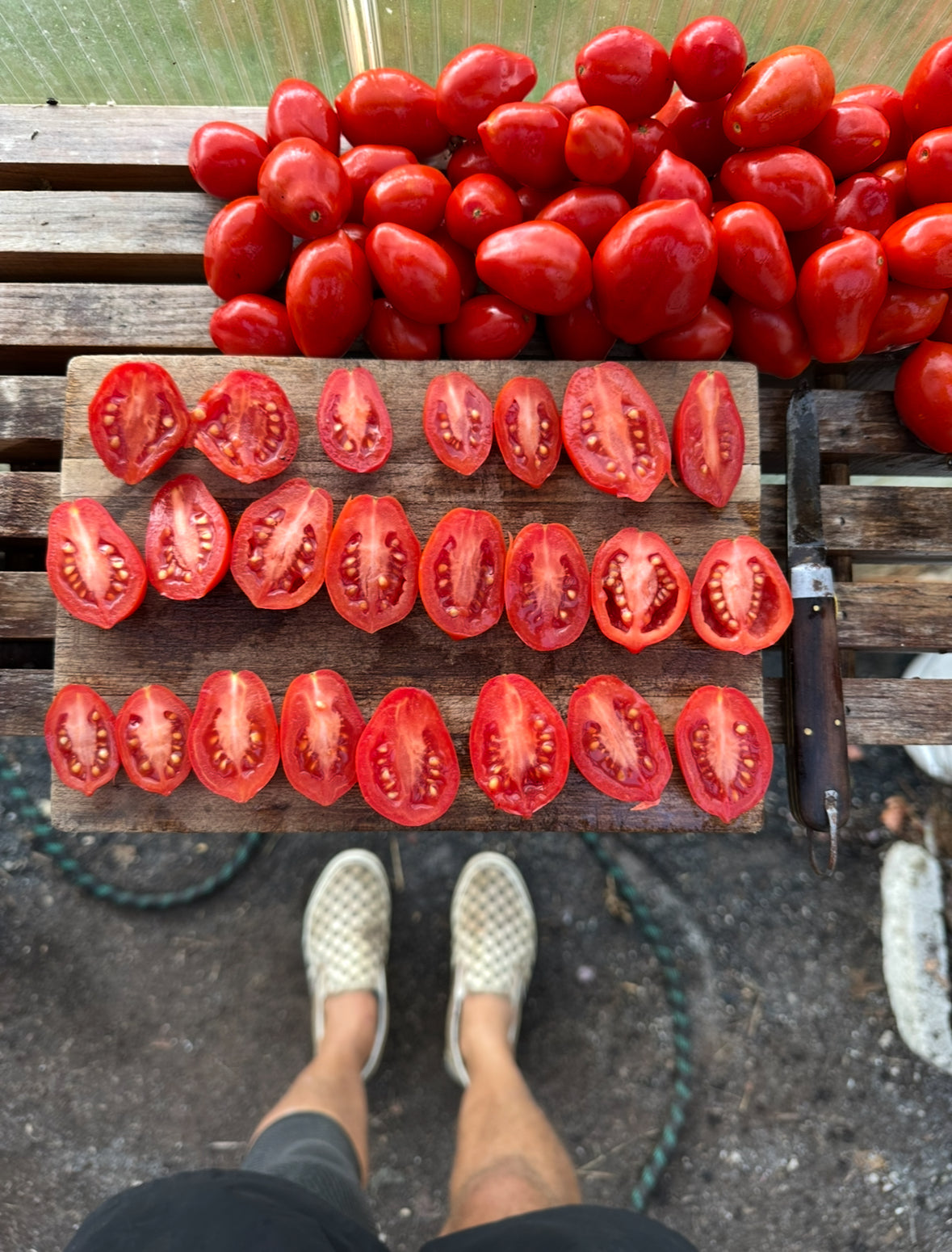 Tondino di Manduria heirloom tomato seeds