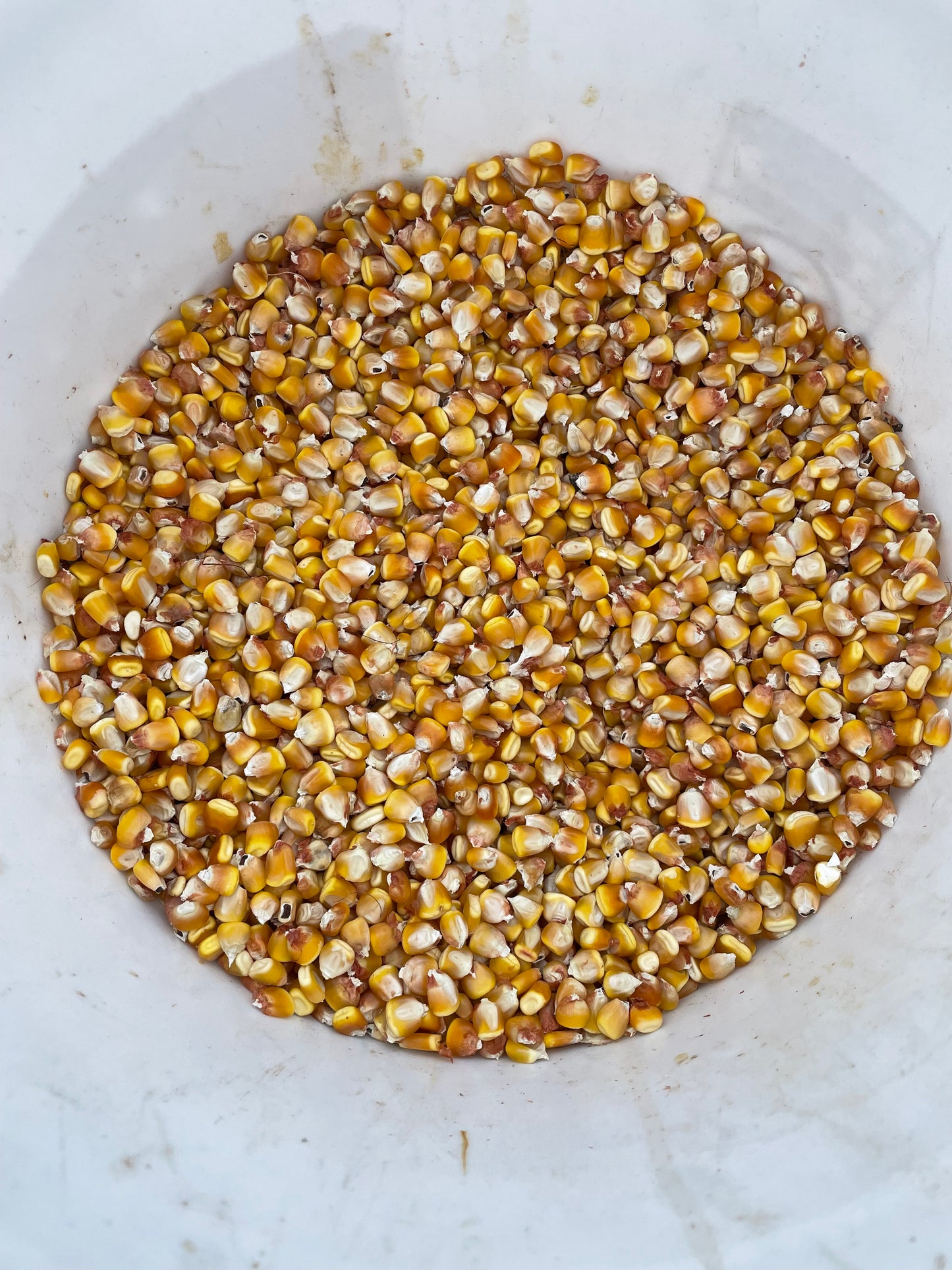 LANCASTER SURE CROP CORN (MAIZE) SEED