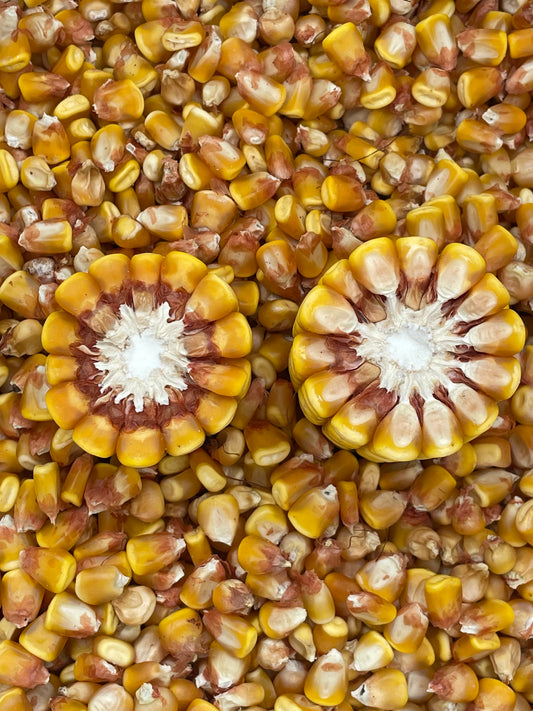 LANCASTER SURE CROP CORN (MAIZE) SEED