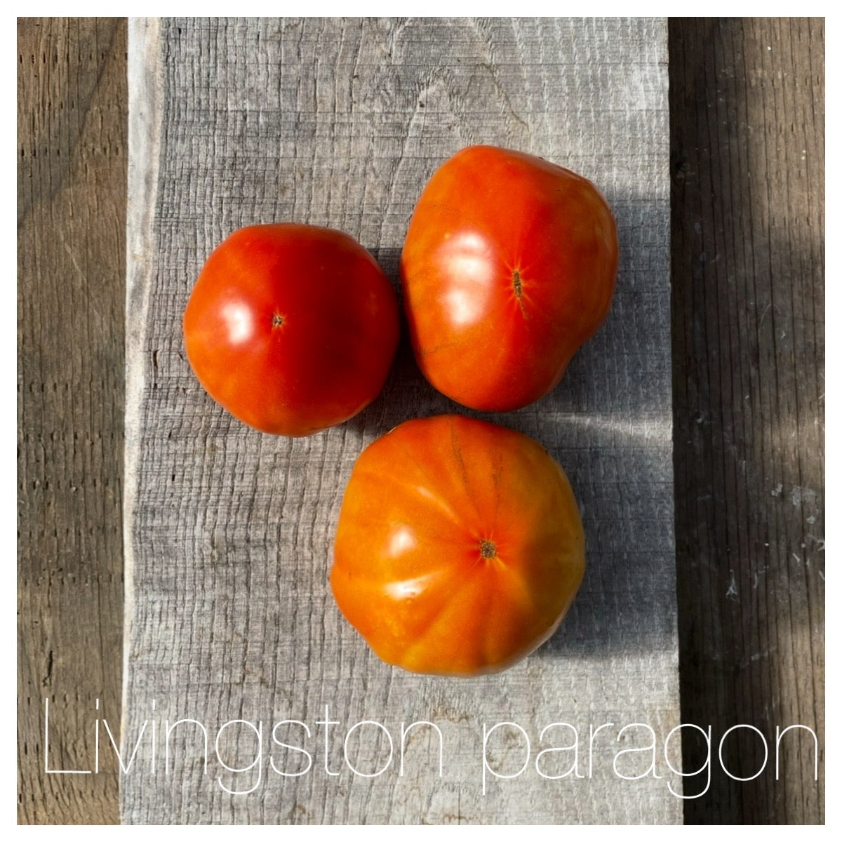 The Americana Heirloom Tomato Seed Collection