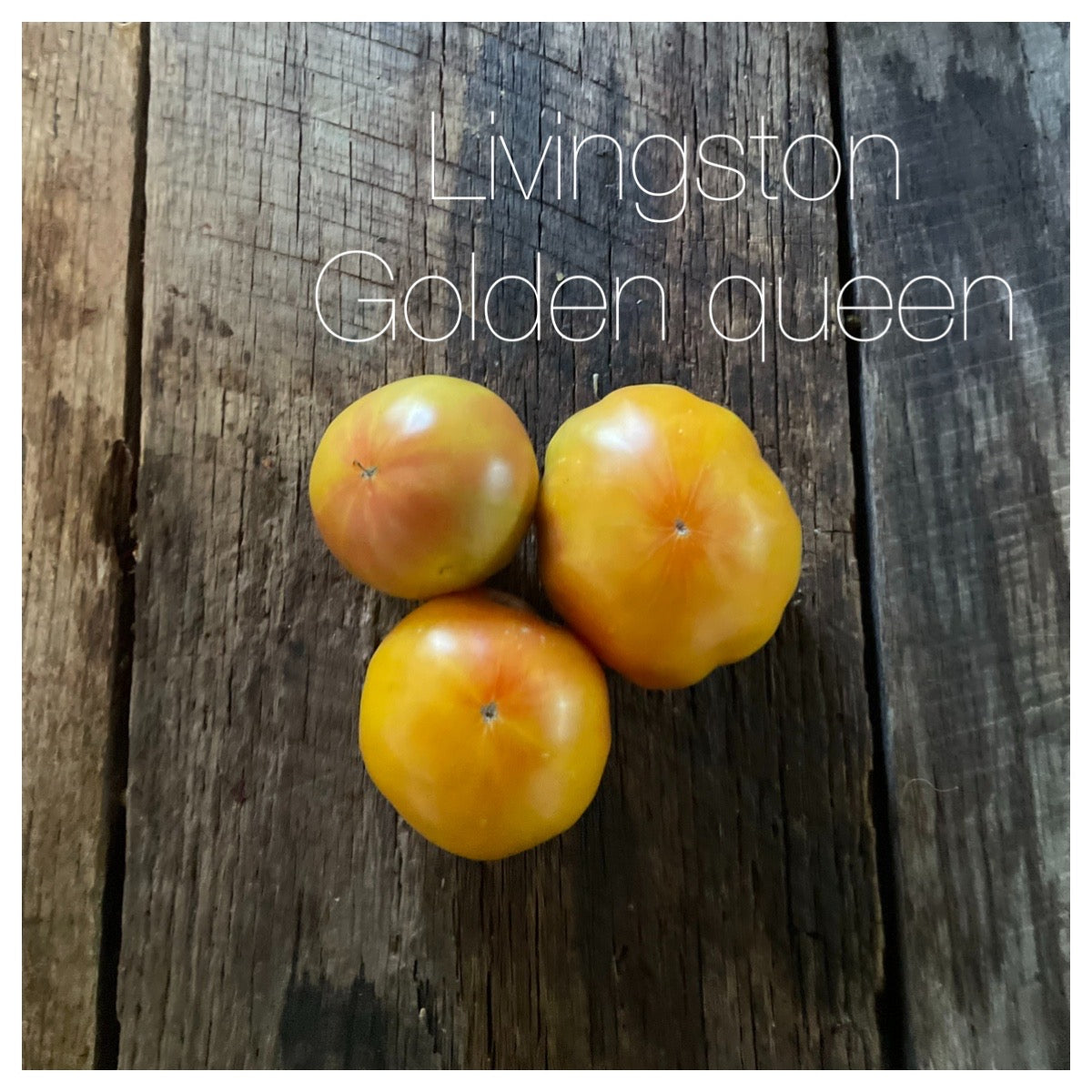 The Americana Heirloom Tomato Seed Collection