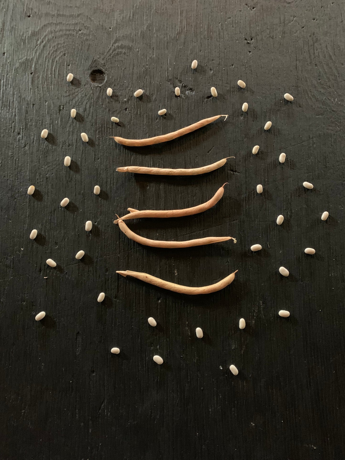 Comtesse de Chambord (Rice Bean) (aka Hungarian Rice Bean heirloom Seed