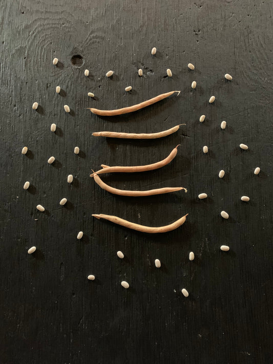 Comtesse de Chambord (Rice Bean) (aka Hungarian Rice Bean heirloom Seed