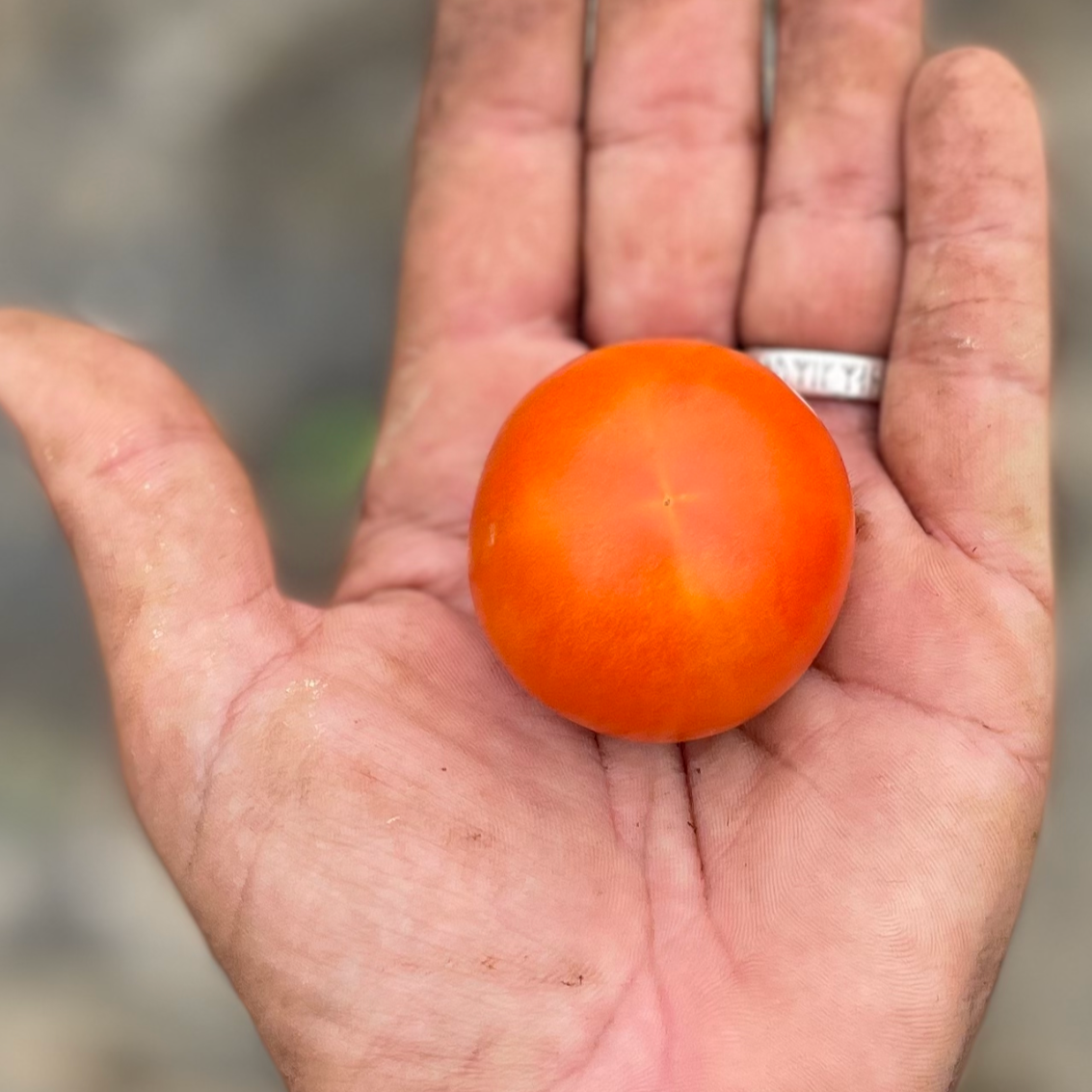 Jaune Flamme Heirloom Tomato Seeds