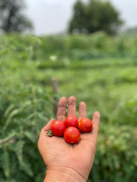 Tomato Ciliegino di pachino heirloom seeds