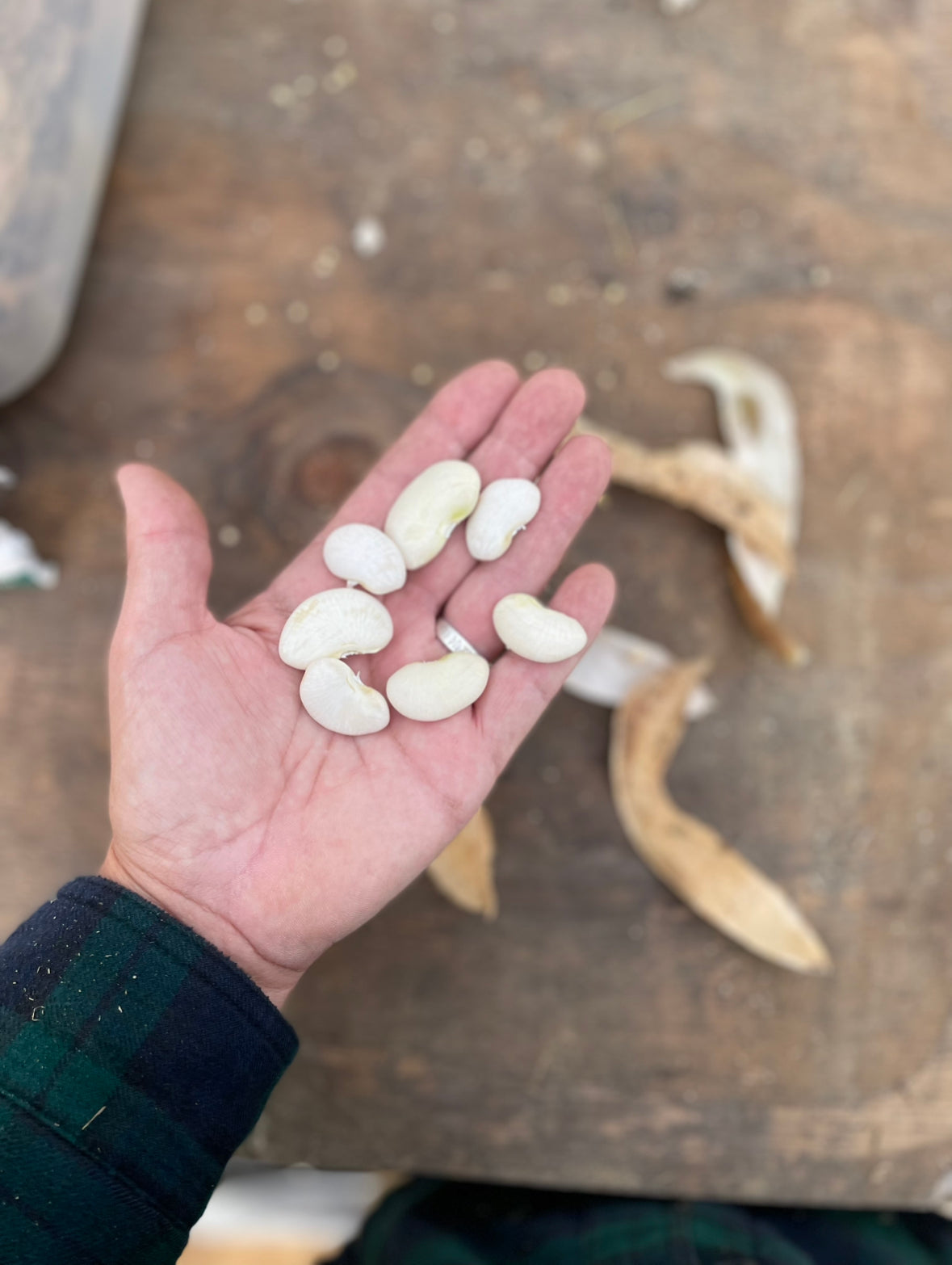 Dr. Martin Lima Bean Seed