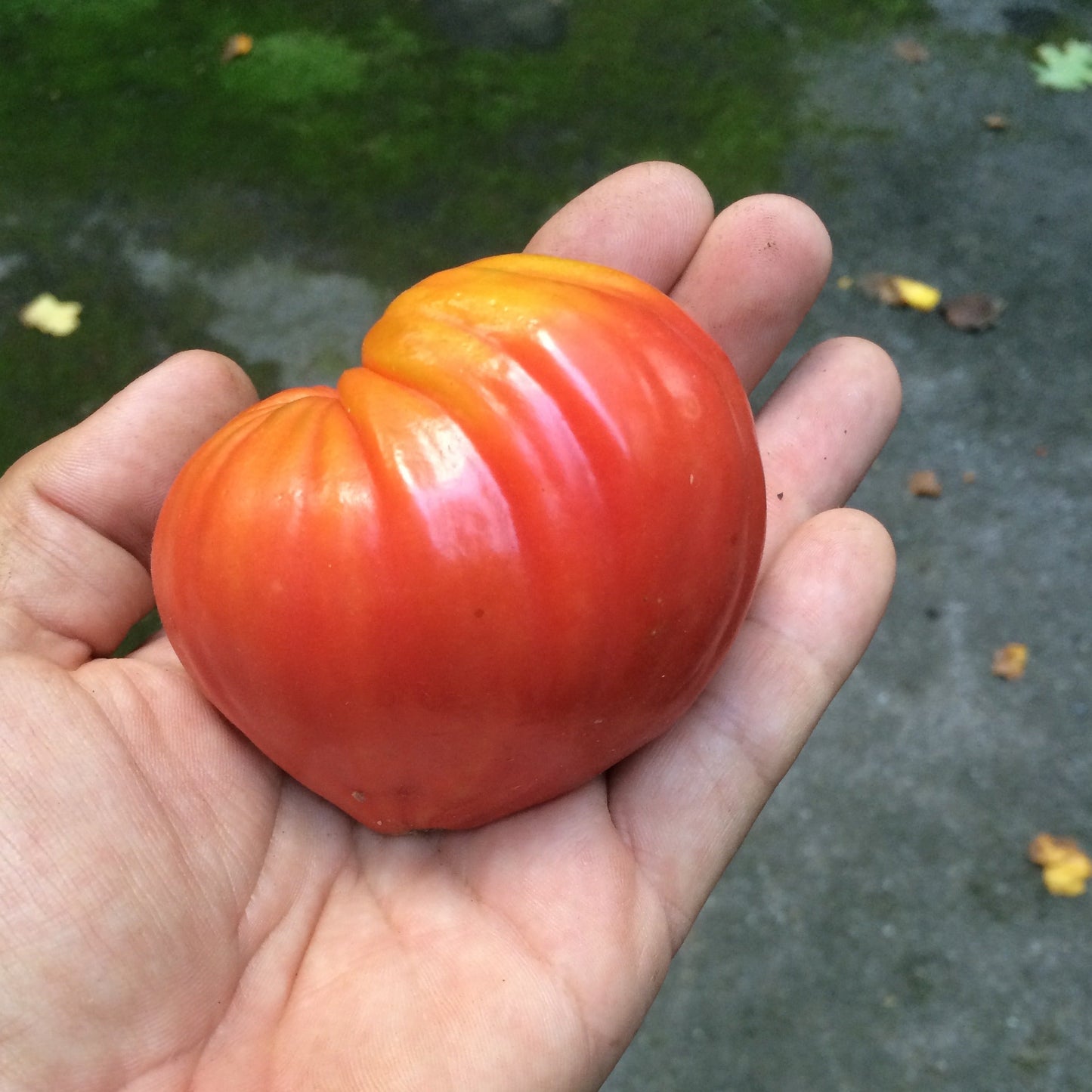 Chianti Rose Heirloom Tomato Seed