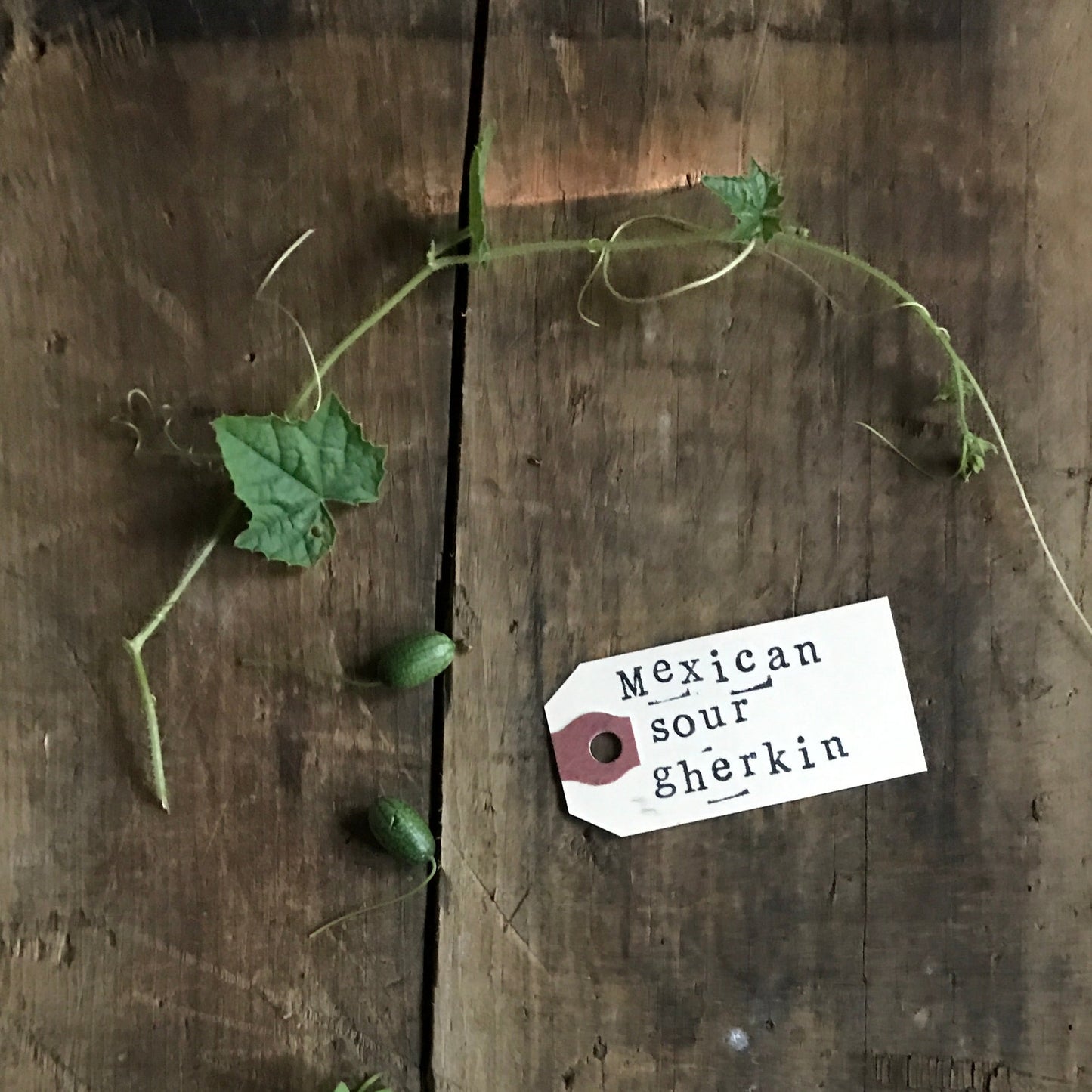Mexican Sour Gherkins heirloom seeds