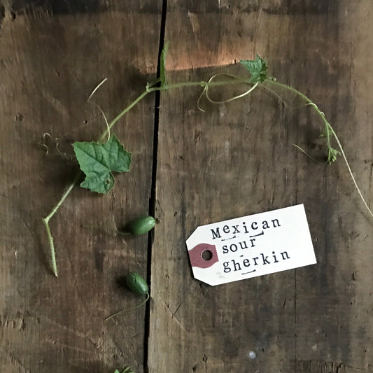 Mexican Sour Gherkins heirloom seeds