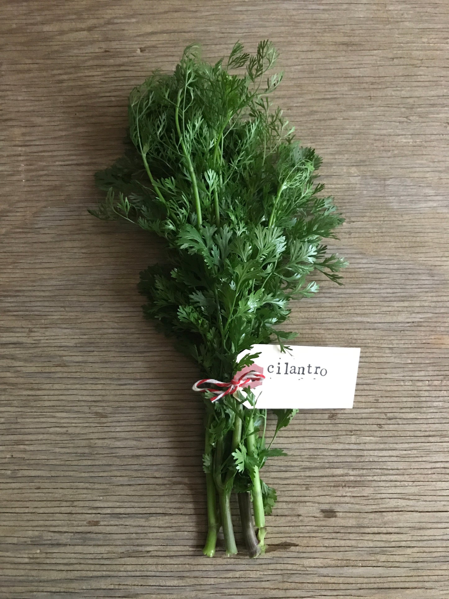 Cilantro herb seeds